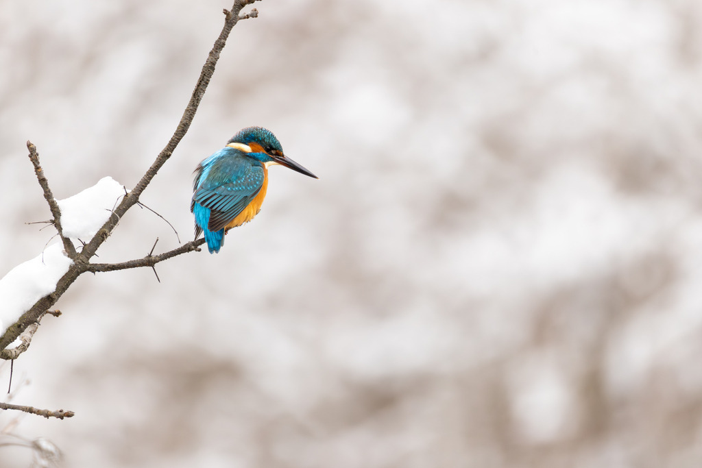 Der Eisvogel | Der Eisvogel (Alcedo atthis) ist aufgrund seines leuchtend bunten Gefieders und seiner pfeilschnellen Jagdweise eine der auffälligsten und schönsten Vogelarten Mitteleuropas. Er wird oft als "fliegender Edelstein" bezeichnet und dient als wichtiger Indikator für die Gesundheit und Naturnähe von Gewässern. - Realisiert mit Pictrs.com