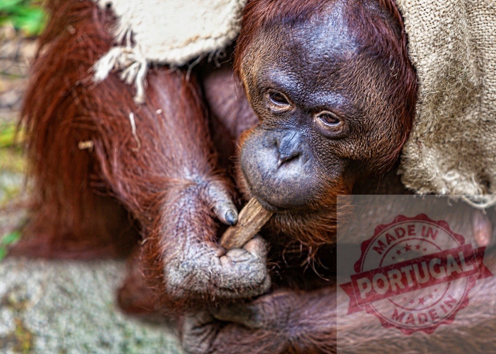 Orangutan holding stick under burlap sack looking thoughtful | Orangutan sitting with burlap sack, contemplating while holding a small stick - Realisiert mit Pictrs.com