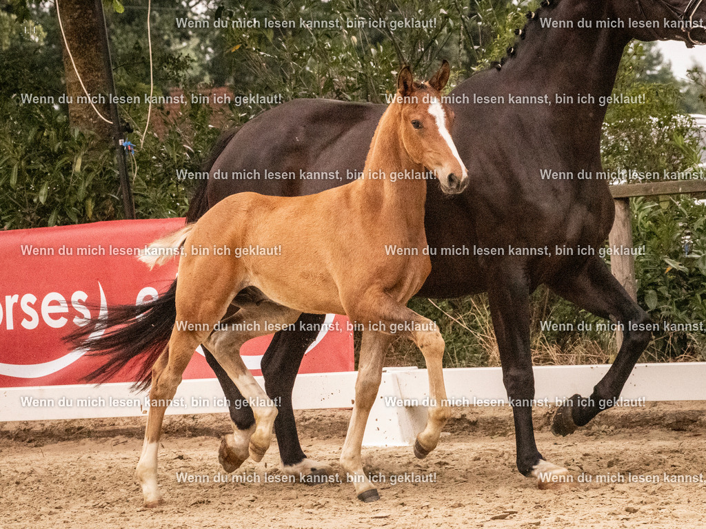 A10I1443 | photographylinaismer - Realisiert mit Pictrs.com