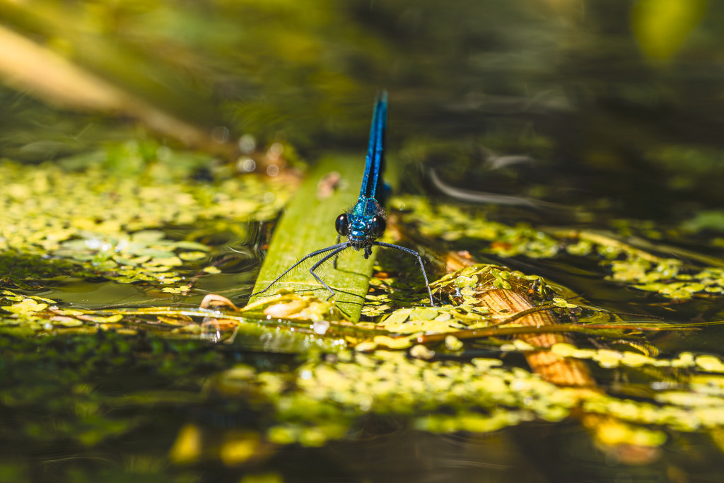 Blaues Juwel am Wasser | Einzigartige Fotokunst für dein Zuhause: Entdecke hochwertige Wandbilder, edle Prints und emotionale Motive von Wildlife, Natur und Landschaften - Realisiert mit Pictrs.com
