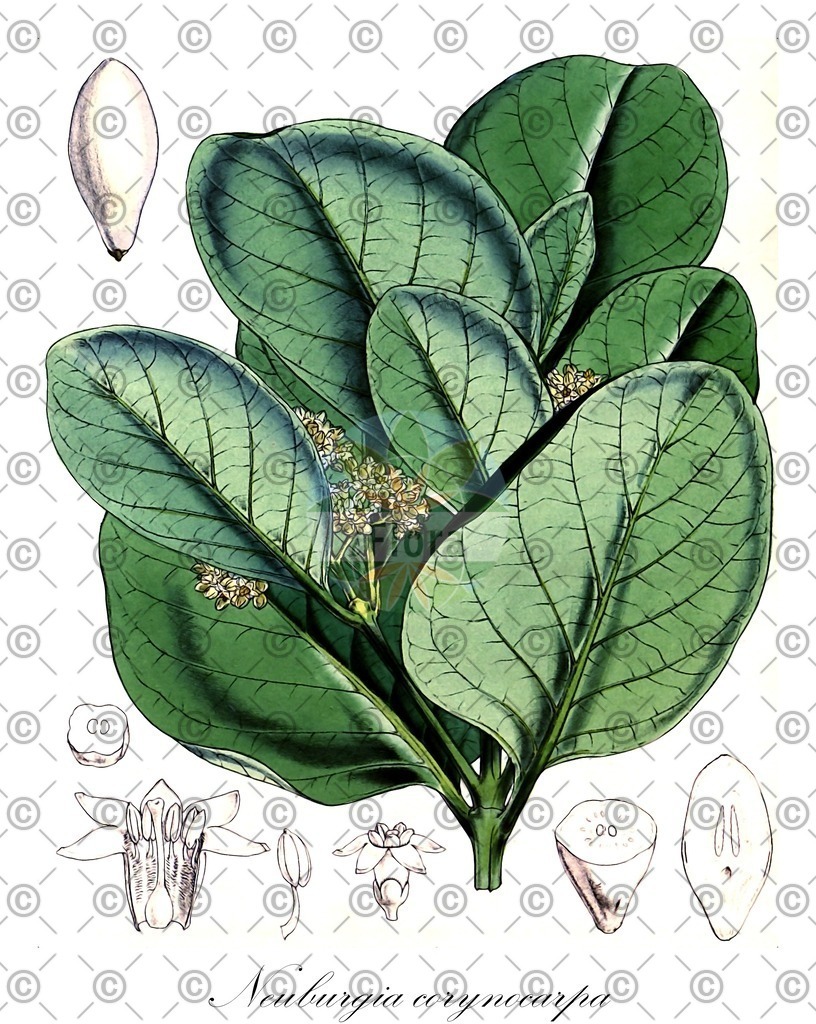 HistAbb_wfo-0000881507_1_ENZY_Simple | Historische Abbildung von Neuburgia corynocarpa - Loganiaceae | Historical Illustration of Neuburgia corynocarpa - Loganiaceae