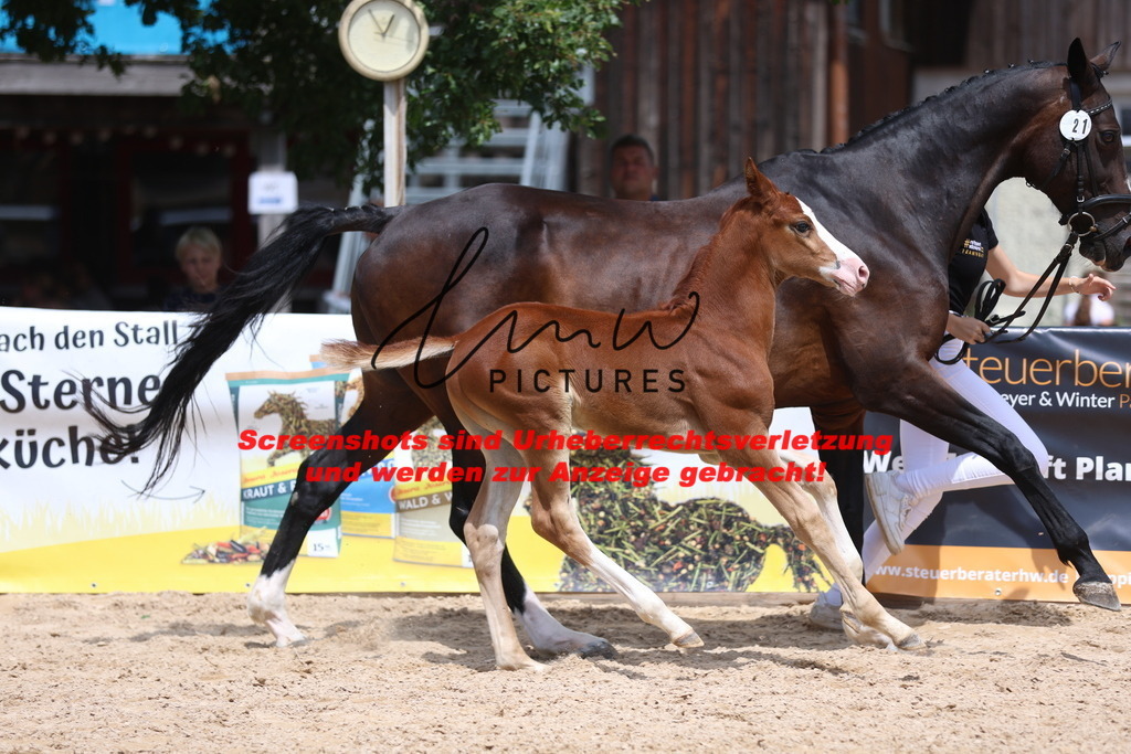 Fohlenschau_Schwäbisch_Hall_springbetonte_Fohlen_KN 21_12 | lmwpictures - Realisiert mit Pictrs.com