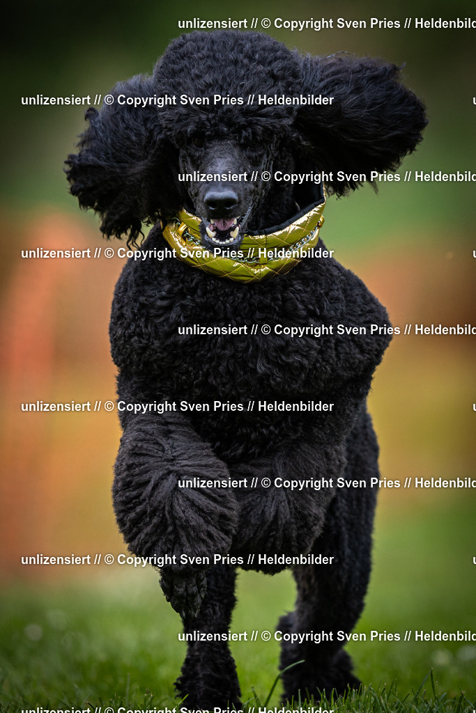 Sven Pries | 2025-04-13 - Hunderennen Baden-Baden - Realisiert mit Pictrs.com