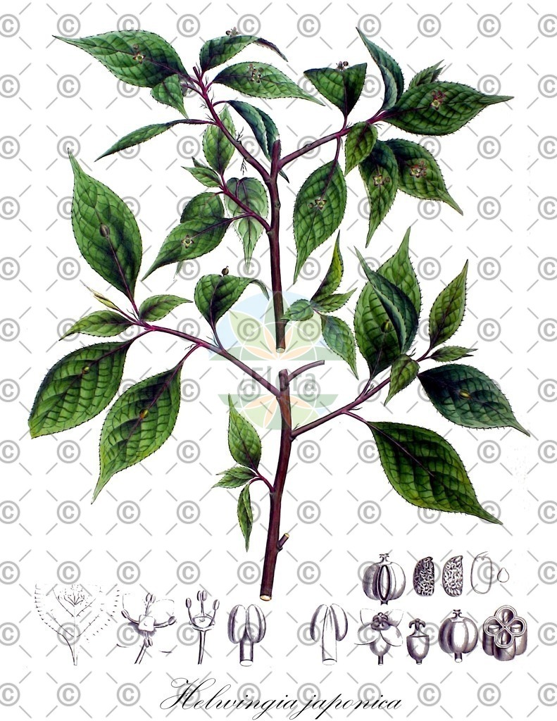 HistAbb_EMP_91415_5_FloraD_Simple | Historische Abbildung von Helwingia japonica - Helwingiaceae | Historical Illustration of Helwingia japonica - Helwingiaceae