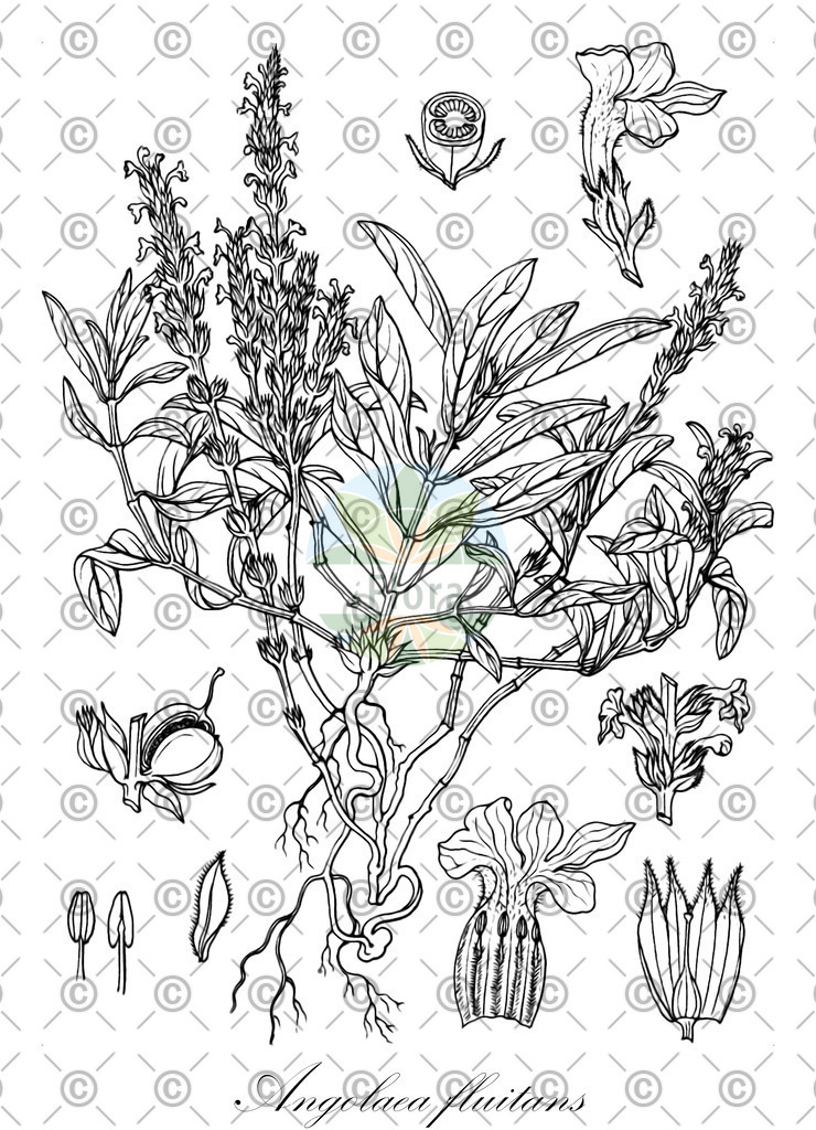 HistAbb_wfo-0000536542_564_ENZY_Simple | Historische Abbildung von Angolaea fluitans - Podostemaceae | Historical Illustration of Angolaea fluitans - Podostemaceae