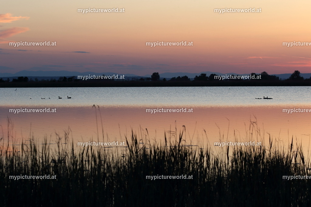 Seewinkel-227 | Das Bilderarchiv über Tiere, Planzen und Landschaften. In der Bilddatenbank finden Sie ein große Auswahl an hochwertigen Bilder für Ihre Werbung - Realisiert mit Pictrs.com