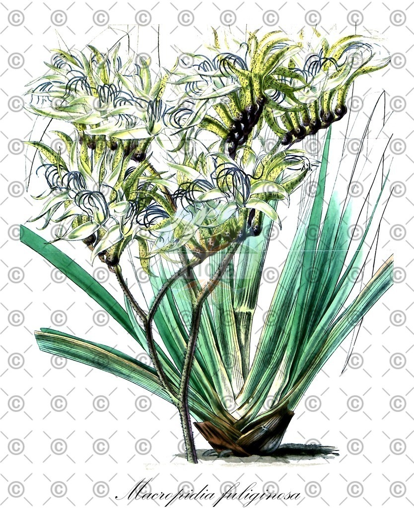 HistAbb_wfo-0000448561_1_ENZY_Simple | Historische Abbildung von Macropidia fuliginosa - Haemodoraceae | Historical Illustration of Macropidia fuliginosa - Haemodoraceae