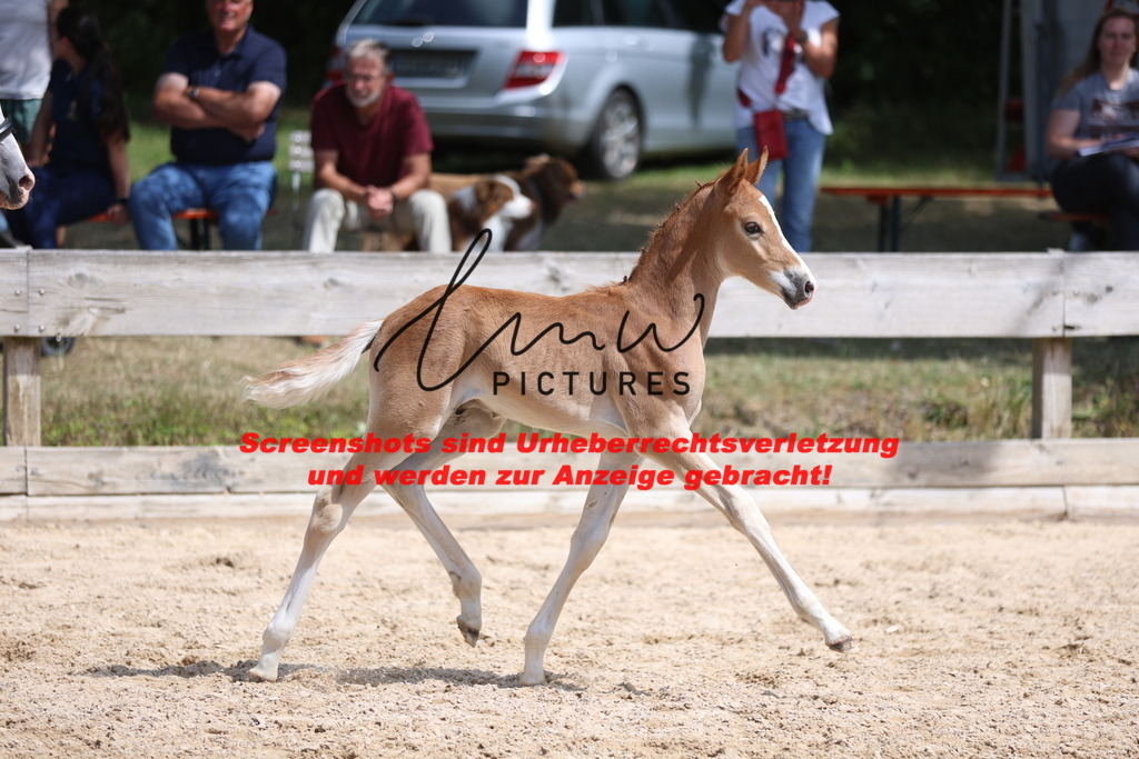 Fohlenschau_Schwäbisch_Hall_Ponys_KN 43_14 | lmwpictures - Realisiert mit Pictrs.com