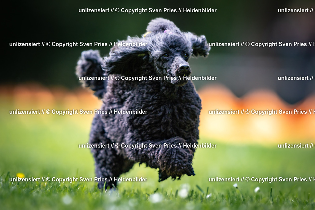 Sven Pries | 2026-05-14 - Hunderennen KA Durlach Vatertag 2026 - Realisiert mit Pictrs.com