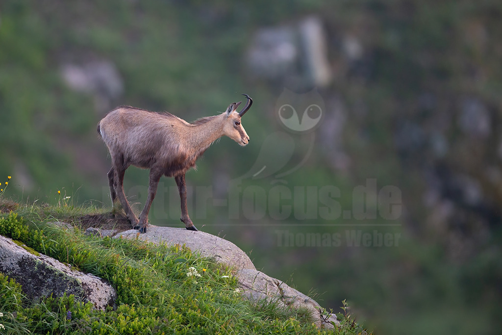 20130705061249 | Die Gemse ( Rupicapra rupicapra ) ist ein Huftier, das dank seiner aussergewöhnlichen Anpassungsfähigkeit den extremen Lebensbedingungen im Gebirge gewachsen ist. Die Gemse vereint auf eindrückliche Art Widerstandskraft, Gewandtheit und Robustheit. Während sie früher in die schwer zugänglichen Gebirgsmassive zurückgedrängt wurde, ist sie heute in Wäldern mittlerer Höhe und gar in tiefen Lagen stark verbreitet. - Realisiert mit Pictrs.com