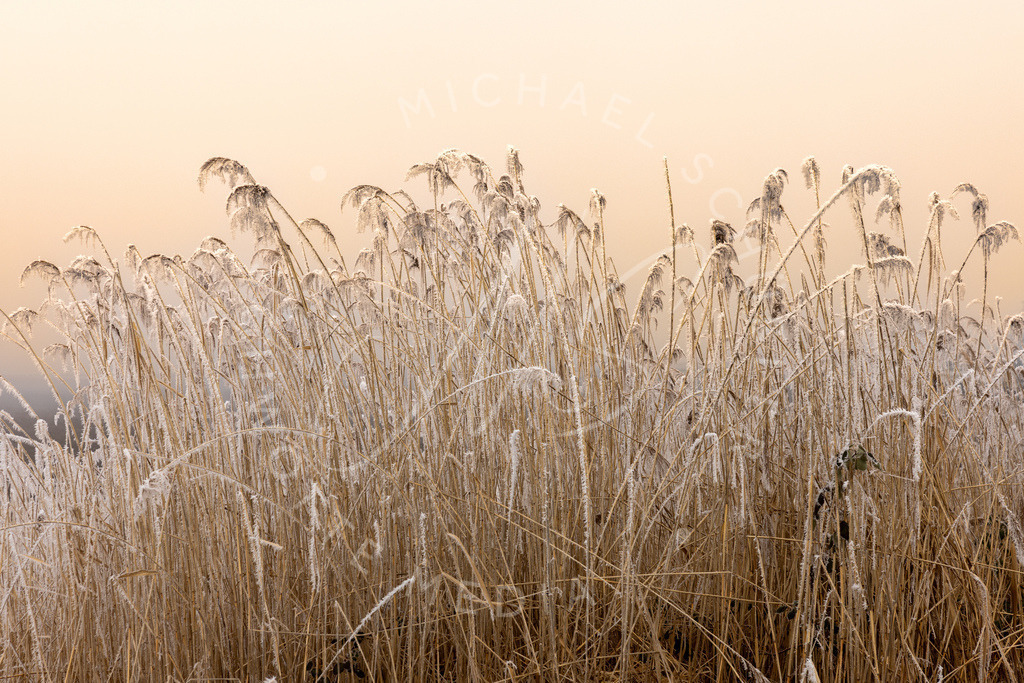 2025-01-21 Hemmingen Reet Seedamm 002 | Schwotte Media - Realisiert mit Pictrs.com