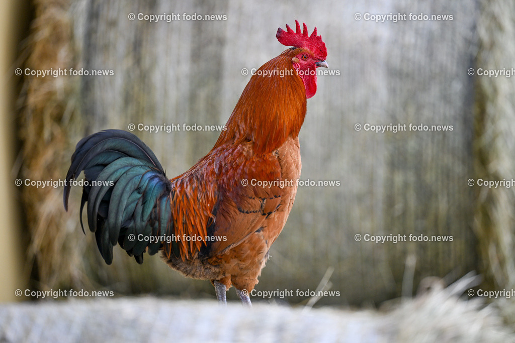 Gnadenhof Wiesmayrgut_ Tiere_ Gunskirchen_ 06.03.2024-3 | 06.03.2024, Gunskirchen, AUT, Gnadenhof Wiesmayrgut, Familie Fuchsberger, Bauernhof, im Bild Landwirtschaft, Lebenshof, Tierasyl, Tiere, Huehner, Hühner, Hennen, Haehne, Hahn, Hähne, Pony, Esel, Katze, Katzen, Kater, Lama, Haustiere, Wildtiere, Nutztiere, Tierheim, Tierschutz