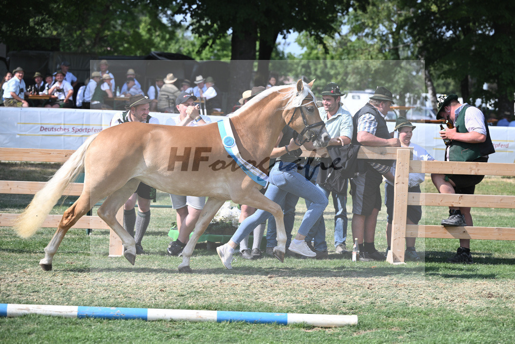 Kat-Nr. 34 Heikena-Gold_Karrer_20231619 | hf-fotografie - Realisiert mit Pictrs.com