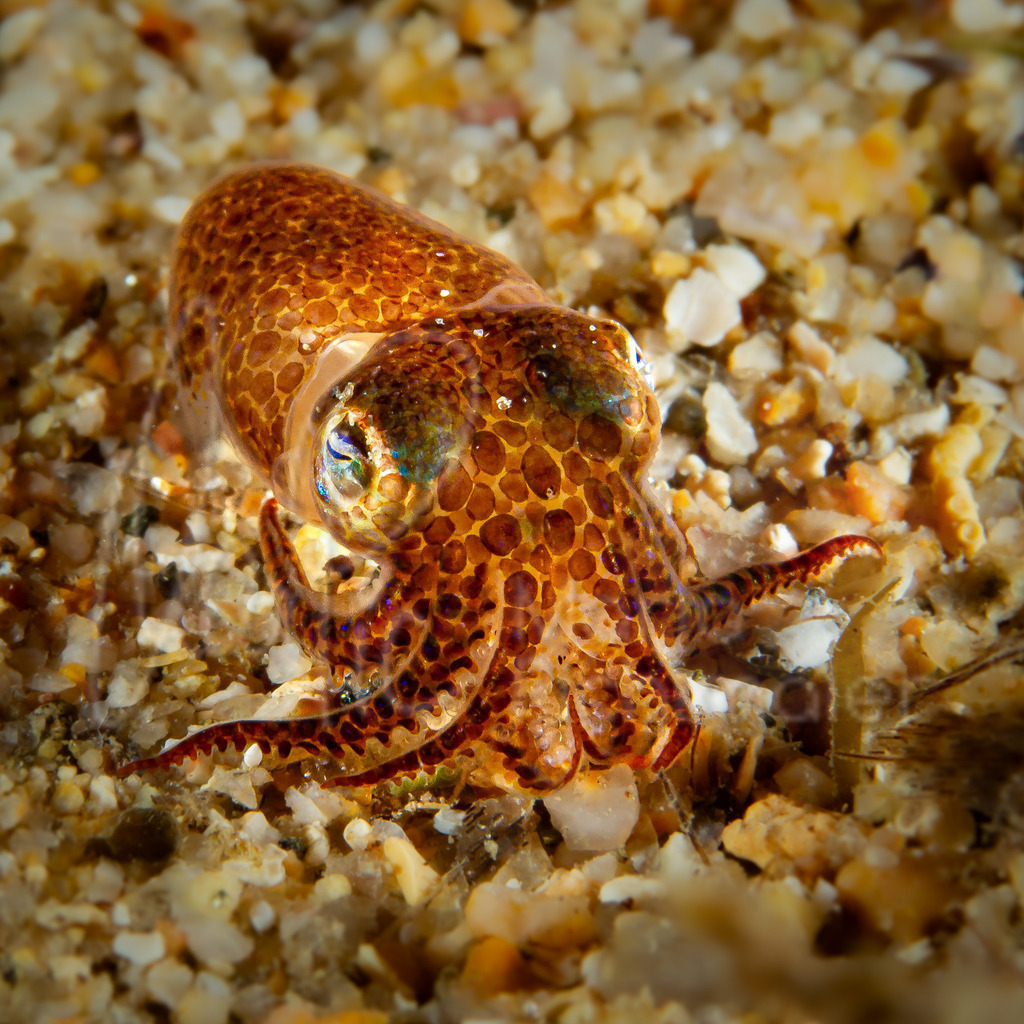 Sepiola rondeletii | DE: Mittelmer-Sepiole, ZwergsepiaEN: Dwarf or Rondelet’s bobtailES: Globito, sepiolaFR: Sépiole de Rondelet - Realisiert mit Pictrs.com