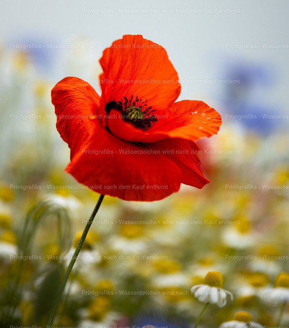 Mohnblume im Sommerlicht | Eine einzelne rote Mohnblume inmitten einer weichen Sommerwiese. Das warme Licht, die sanften Farben und der unscharfe Hintergrund verleihen dem Motiv eine ruhige, natürliche und poetische Stimmung. - Realisiert mit Pictrs.com