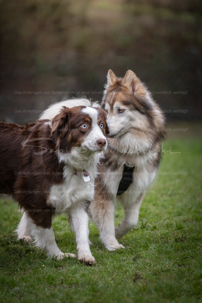 hunde-06_14.03.2026_DSCF6788 | People- und Tierfotografie, Imageaufnahmen, Veranstaltungsfotografie und Wandbilder aus der Natur ★ Made in Germany ✔️ Druck + Downloads ✔️ Naturfotografie in Top Qualität ★ schneller Versand, weltweite Lieferung! - Realized with Pictrs.com