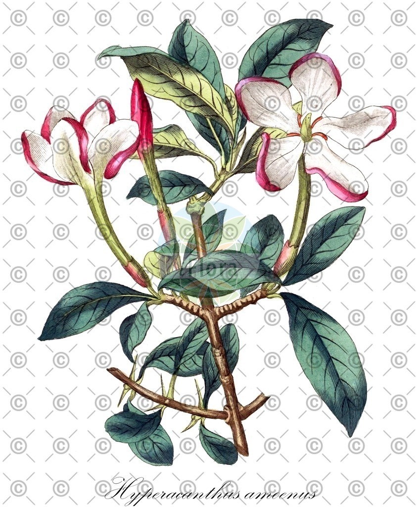 HistAbb_wfo-0000727224_2_ENZY_Simple | Historische Abbildung von Hyperacanthus amoenus - Rubiaceae | Historical Illustration of Hyperacanthus amoenus - Rubiaceae