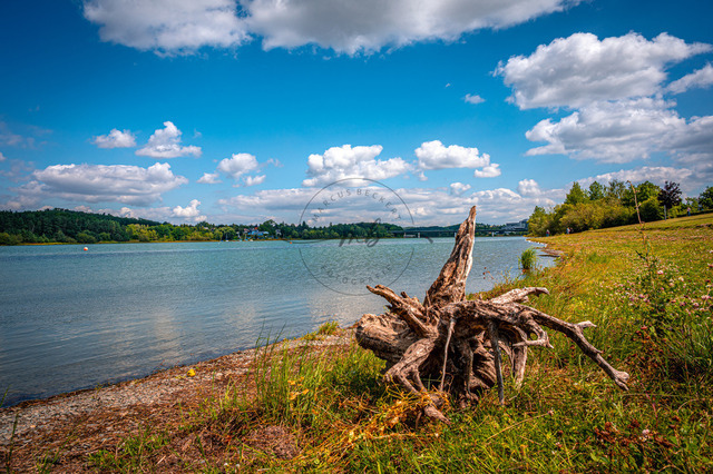 2026-07-28_11-51-56_570 | Treibholz am Seeufer vom Stausee Zeulenrodaer-Meer unter einem blauen Himmel mit weißen Wolken, Zeulenroda-Triebes, Thüringen, Deutschland - Realisiert mit Pictrs.com