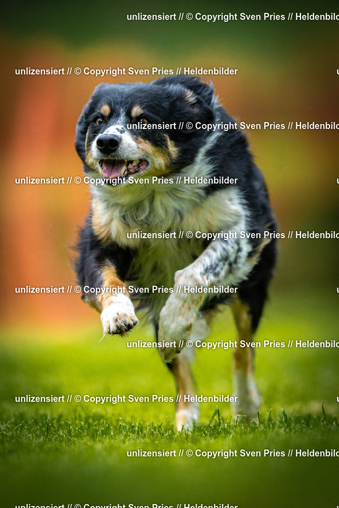 Sven Pries | 2025-09-21 - Hunderennen Baden-Oos - Realisiert mit Pictrs.com