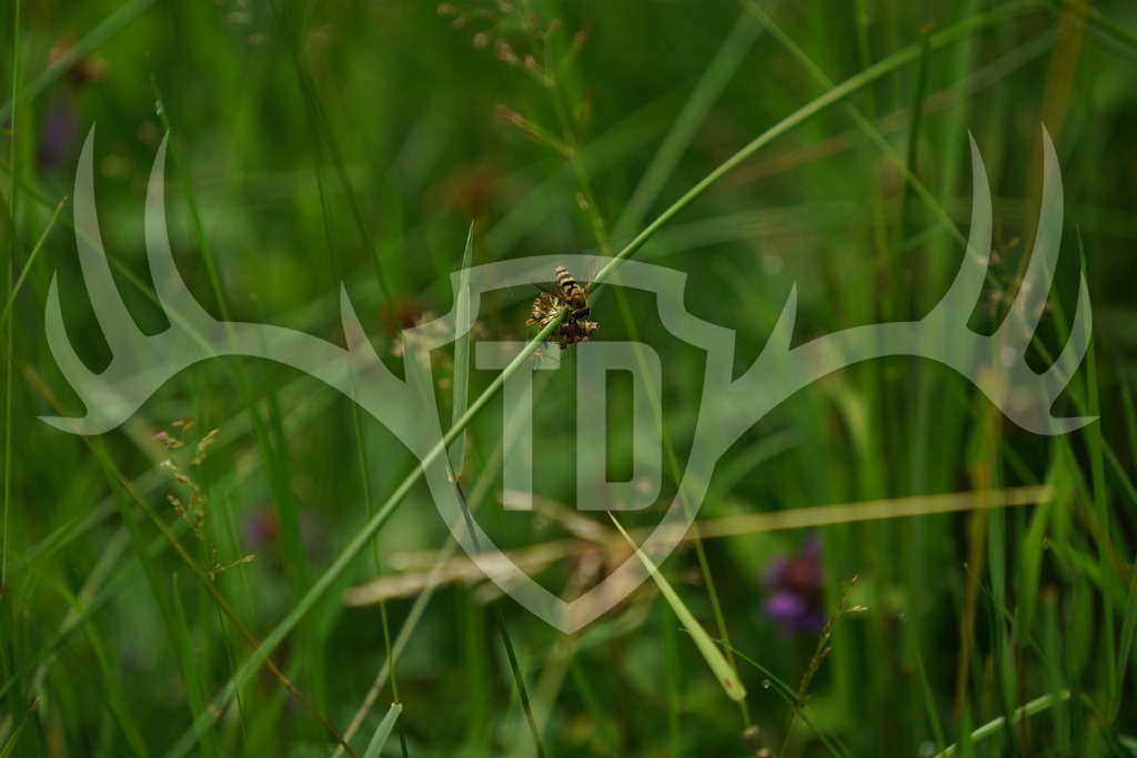 Natur am Wegesrand | Fotogalerie der Treibjagd im Dunkelwald - Dein MTB Etappenrennen im Erzgebirge - Realisiert mit Pictrs.com