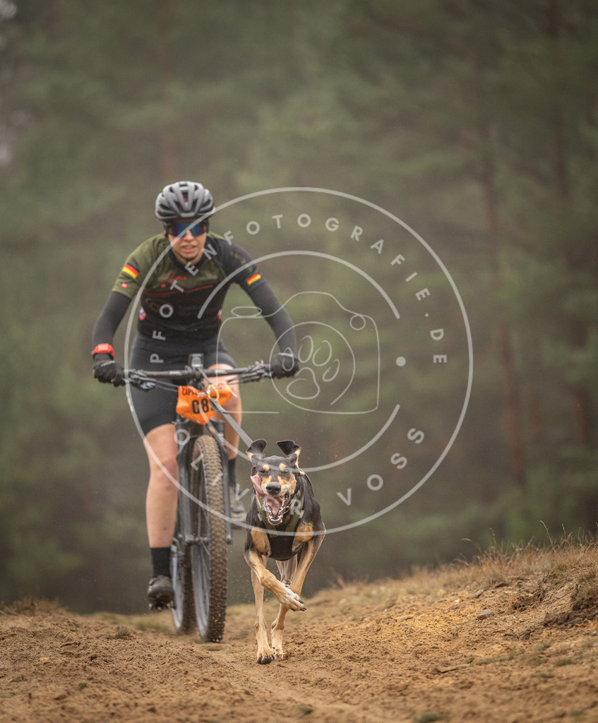 Pfotenfotografie_DV3A2833 | Hundefotografie, Tierfotograf, Pfotenfotografie, Fotoshooting Hund, Hunde Portrait, Hundesport, Hundeportraits, Heideshooting, Hunde, Sportfotograf, Hundefotograf, Turnierhundsport, THS,  - Realisiert mit Pictrs.com