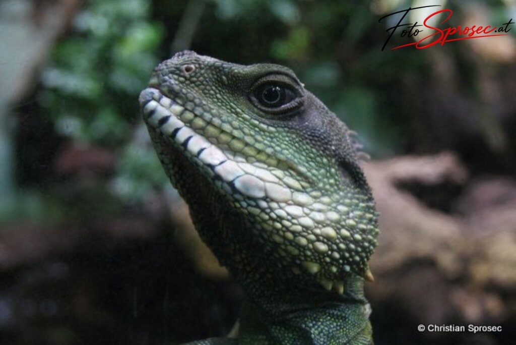 tierfotos_52024870196_o | Mit meiner Kamera halte ich besondere Augenblicke, faszinierende Landschaften und interessante Details fest. Dabei entstehen ganz unterschiedliche Aufnahmen – von stimmungsvollen Landschaftsfotografien und beeindruckenden Drohnenaufnahmen über Pressefotos - Realisiert mit Pictrs.com
