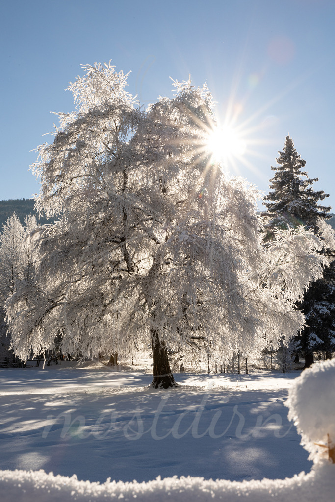 Der Baum unter der Wintersonne | Bei Veröffentlichung des Bildes ist eine Namensnennung wie folgt erforderlich: 
Foto: Mostdirn Irmgard Wieser - Realisiert mit Pictrs.com