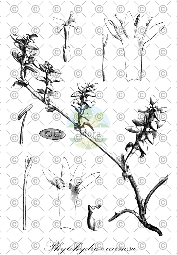 HistAbb_wfo-0000272941_1_ENZY_Simple | Historische Abbildung von Phylohydrax carnosa - Rubiaceae | Historical Illustration of Phylohydrax carnosa - Rubiaceae