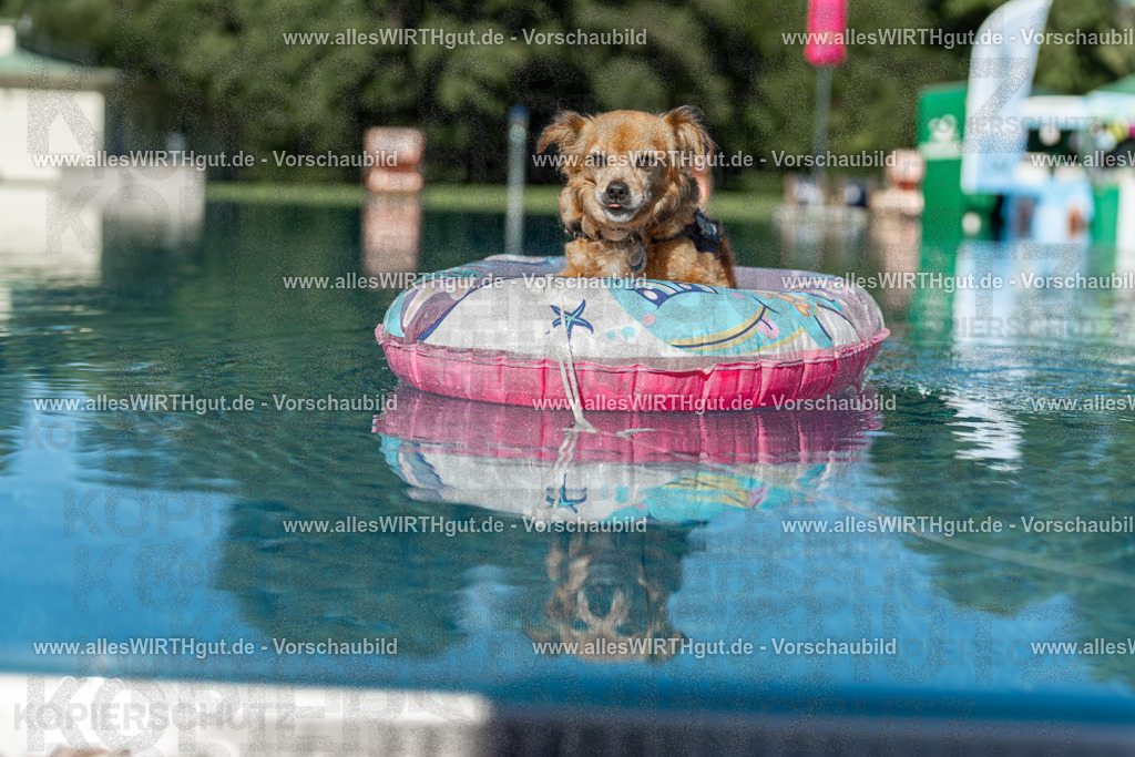 Hundeschwimmen_Volksbad_2026-allesWIRTHgut_Tierfotografie-2609061048-095814-7R509203 | Professionelle Tierfotografie in Mönchengladbach von Daniel Wirth (allesWIRTHgut). Liebevolle & natürliche Bilder von Hunden & Katzen für unvergessliche Erinnerungen.