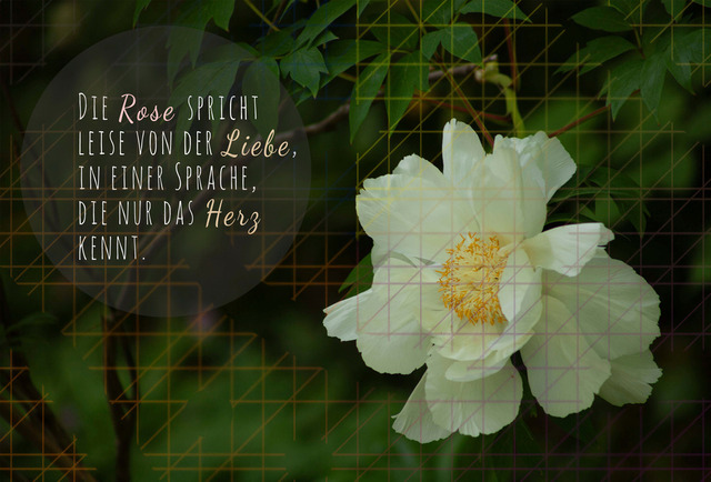 August_Heckenrose | Schöne Postkarten, Kalender und Fotogeschenke für verschiedene Anlässe online kaufen – Urlaubskarten, Geburtstagskarten, Karten, Polaroids und Geschenke zu Weihnachten, Ostern, Muttertag, Valentinstag oder zur Hochzeit - Realisiert mit Pictrs.com