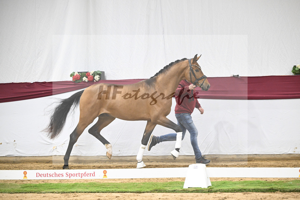 Kat-Nr. 45 Velvedere x Goldberg_Franz-Josef Kleinekoerdt_47251563_1 | hf-fotografie - Realisiert mit Pictrs.com