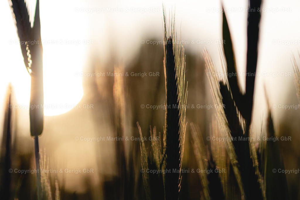 Markus Gerigk_33 | Martini & Gerigk - Realisiert mit Pictrs.com