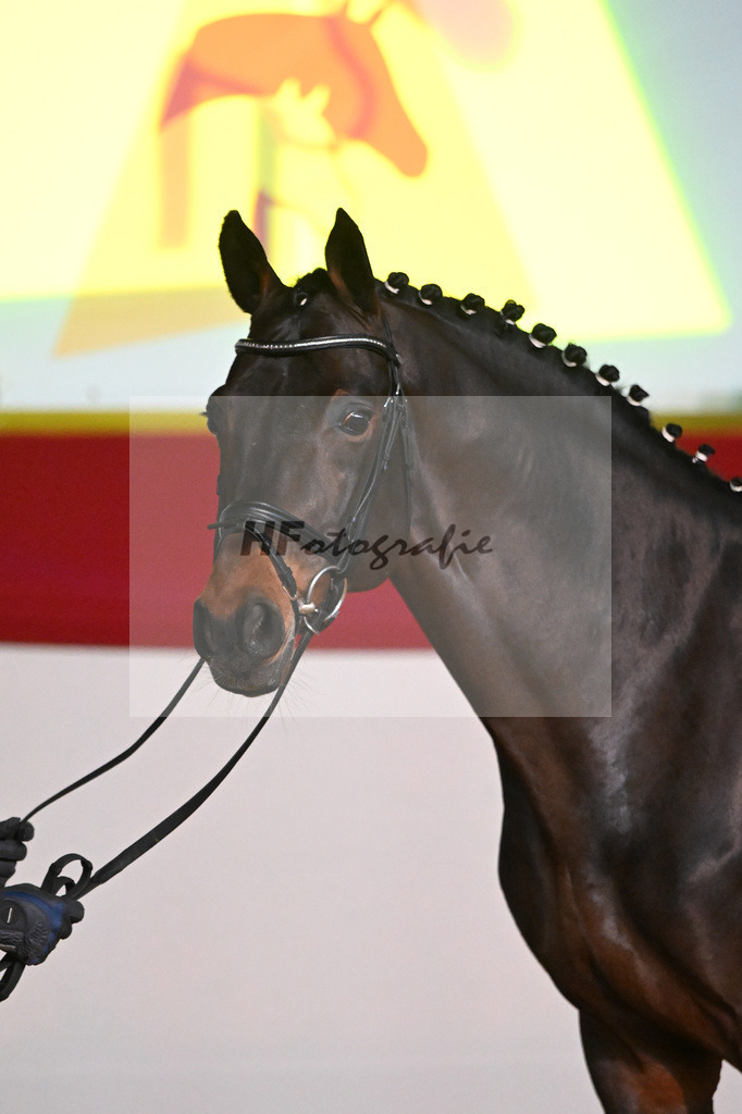 Chacco Chacco_1235089 | hf-fotografie - Realisiert mit Pictrs.com