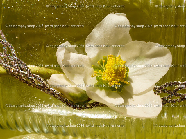 titusgraphy_P2254413-vz-ln | titusgraphy-shop: Geschenkideen mit Qualitätsfotos. titusgraphy-shop: gift ideas with quality photos. titusgraphy-shop: idées cadeaux avec photos de qualité.  - Realisiert mit Pictrs.com