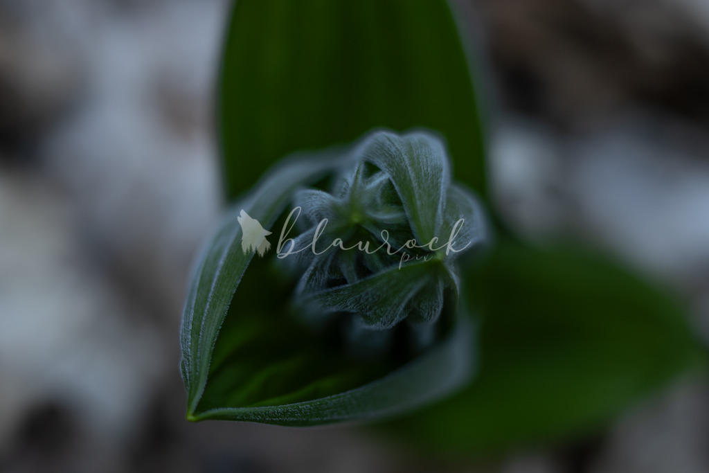 701A6963  | Sportbilder, Sportfotograf, Hochzeits- und Eventfotografin, Flugshows, Portraits und Tiershooting, Aviation, Downhill, Nationalleague, Swissleague, International