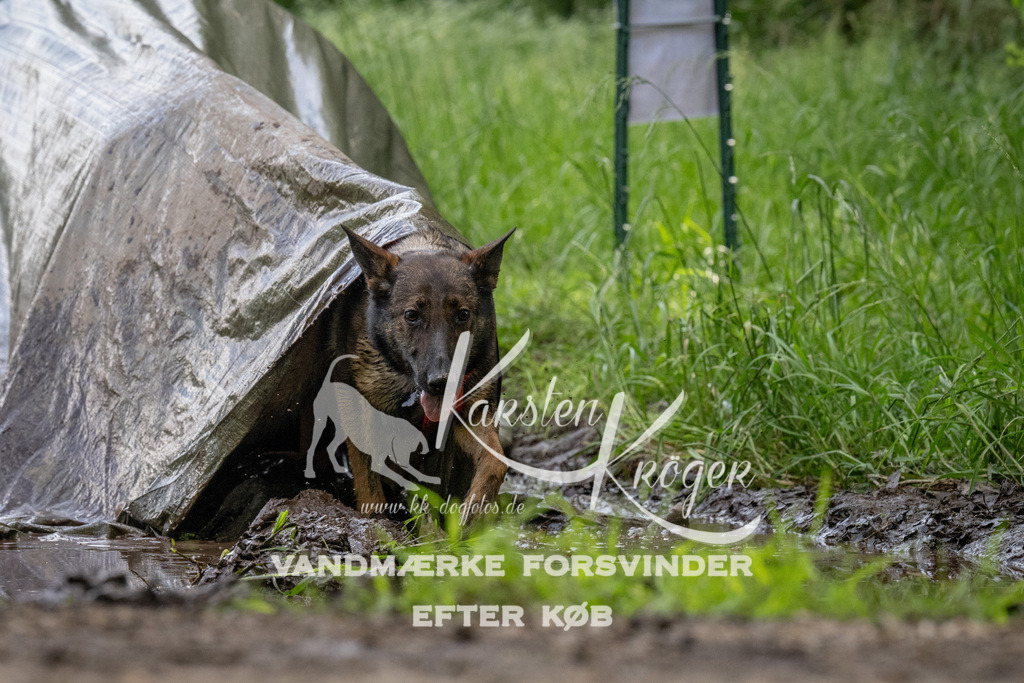1147_ZZ94495 | kk-dogfotos