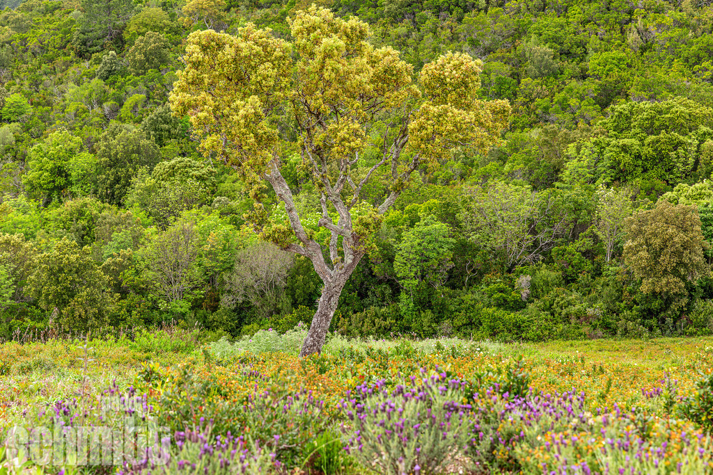 PS-Natur-2026-69 | Entdecke die größte Bildgalerie der Region mit Fotografien aus dem Allgäu, der Bodenseeregion, Oberschwaben, dem Donautal und der Schwäbischen Alb. Landschaften, Luftaufnahmen und Reisefotografie als Wandbild und Fotokunst. - Realisiert mit Pictrs.com