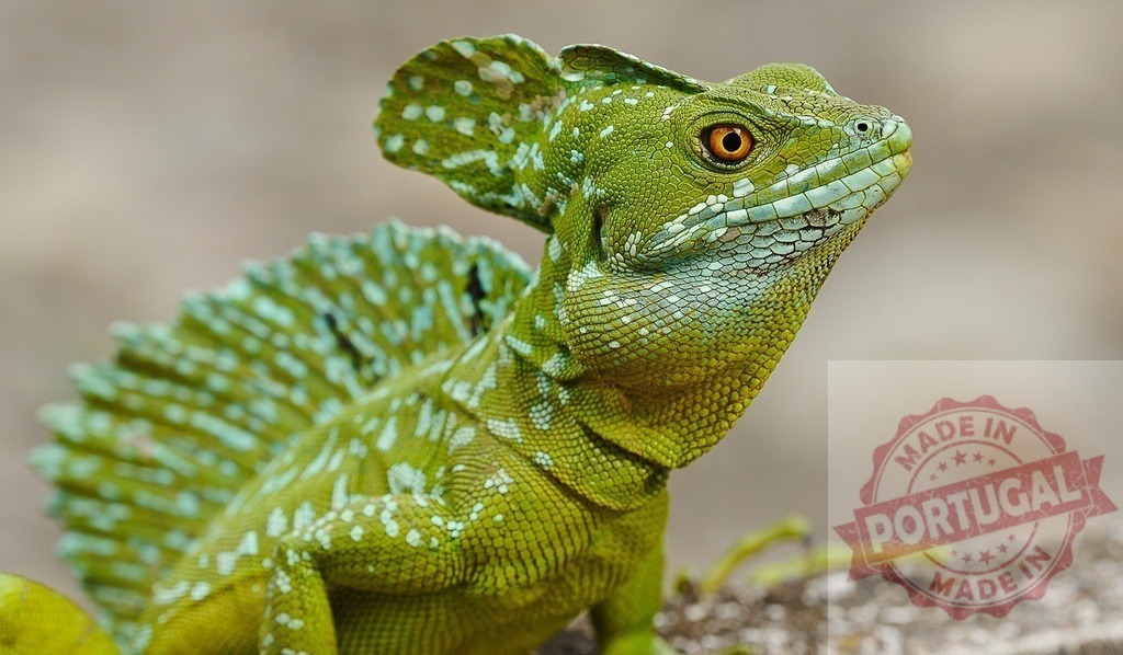 Green emerald plumed basilisk lizard observing its surroundings | Green plumed basilisk lizard with bright orange eyes and a spotted crest - Realisiert mit Pictrs.com