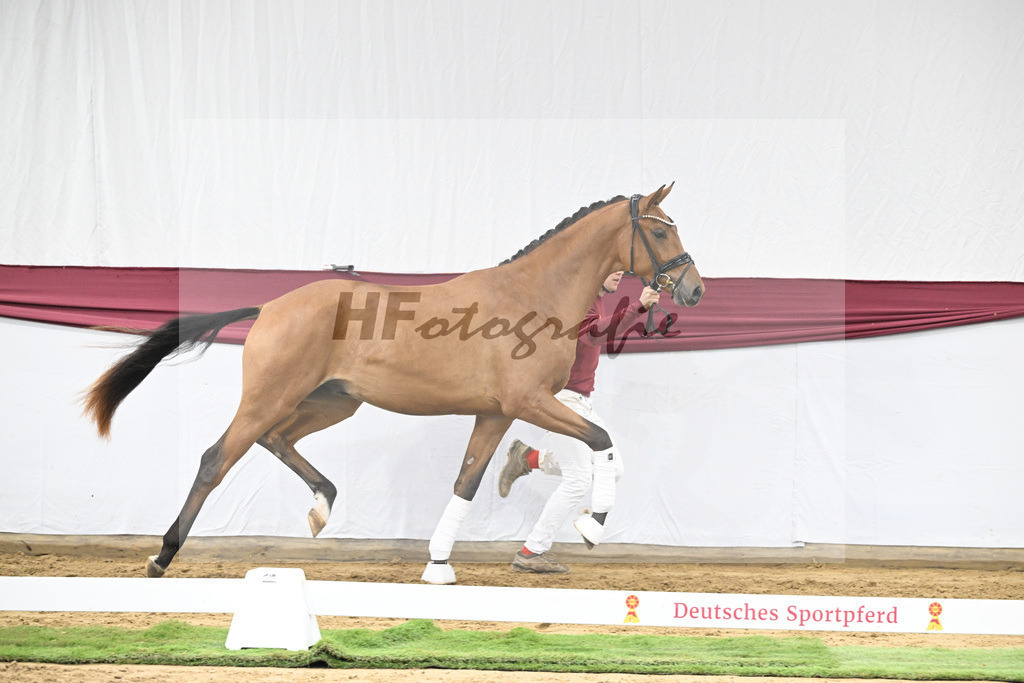 Kat-Nr. 20 Fanegro x Rotspon_Nicole Mehrmann_47250567 | hf-fotografie - Realisiert mit Pictrs.com