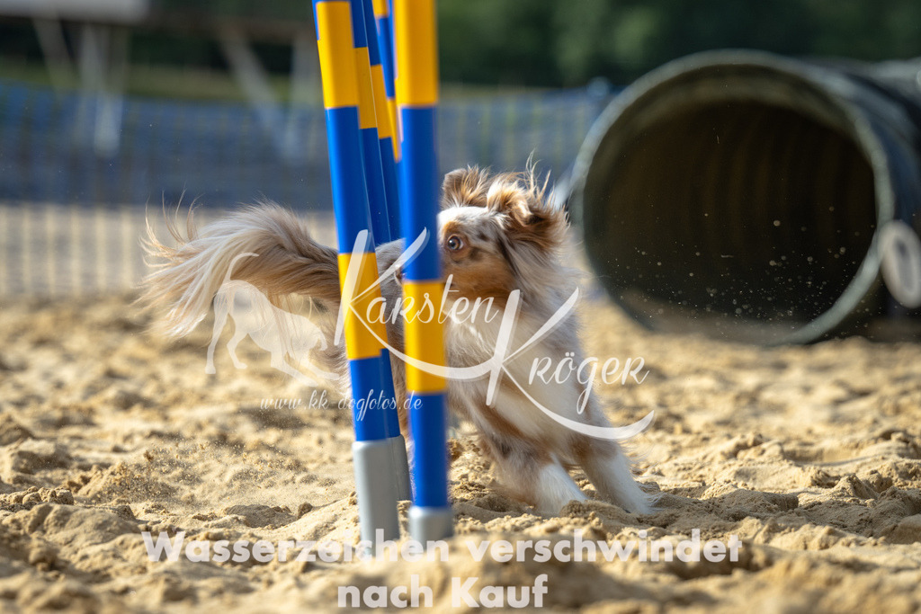 1556_ZZ92547 | kk-dogfotos