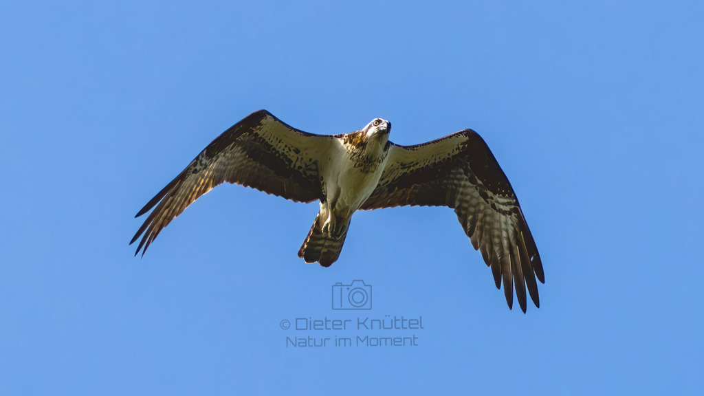 P1637027-Verbessert-RR-Bearbeitet-2023-LR | Natur im Moment - Realisiert mit Pictrs.com