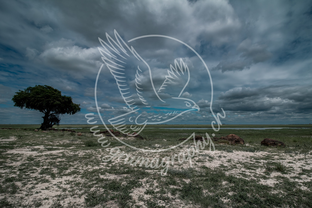 silence in the wide open - botswana | Authentische Landschafts- & Wildtierfotografie aus der Schweiz. Hochwertige Wandbilder, Fine-Art-Prints und Wunschmotive nach Auftrag – sorgfältig entwickelt im Grumagraphy-Style