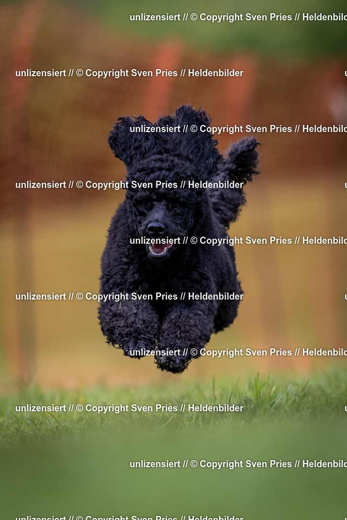 Sven Pries | 2024-04-21 - Hunderennen Baden-Oos
Foto: Sven Pries - Realisiert mit Pictrs.com