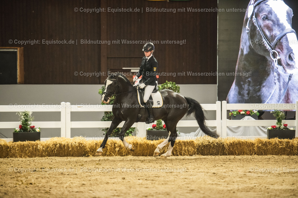 20240302_Hengstvorstellung_Marbach_TOMsPiC_0703 | equistock