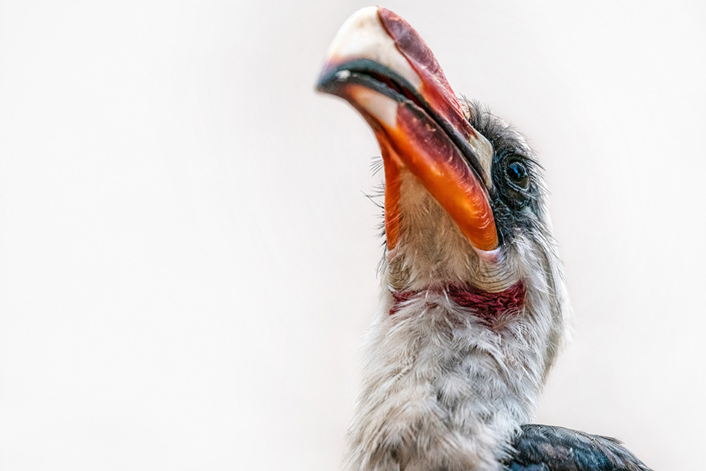 Rotschnabeltoko | Kenia | Premium-Wandbild von justsomewhere.com: Eine faszinierende Nahaufnahme eines Rotschnabeltokos in Kenia, der mit seinem markanten roten Schnabel und wachsamen Blick neugierig nach oben schaut. - Realisiert mit Pictrs.com