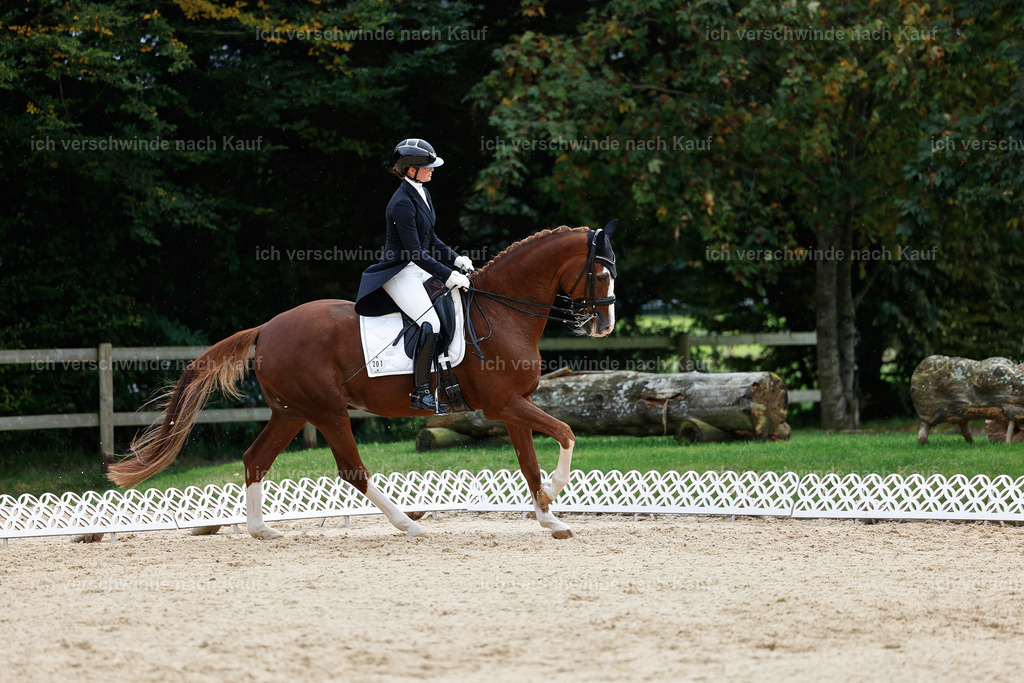 11-201-Dressur S___-StoibPH-957 | working equitationturnier fotograf videograf stoibphotography marixx film working equitation deutschland reitsport turnierfotografie eventfotografie equestrian events