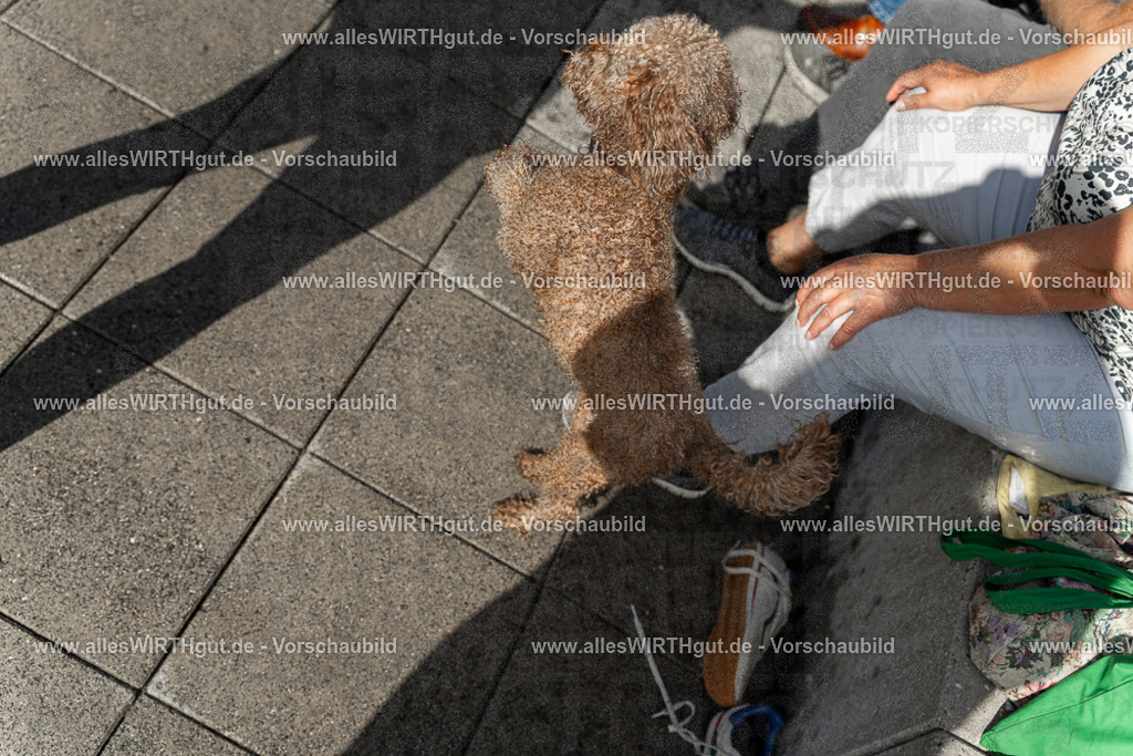 Hundeschwimmen_Volksbad_2026-allesWIRTHgut_Tierfotografie-2609061539-7R501685 | Professionelle Tierfotografie in Mönchengladbach von Daniel Wirth (allesWIRTHgut). Liebevolle & natürliche Bilder von Hunden & Katzen für unvergessliche Erinnerungen.