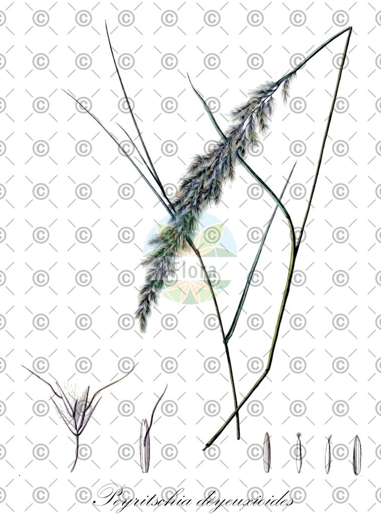 HistAbb_6M8G_2_ENZY_Simple | Historische Abbildung von Peyritschia deyeuxioides - Poaceae | Historical Illustration of Peyritschia deyeuxioides - Poaceae