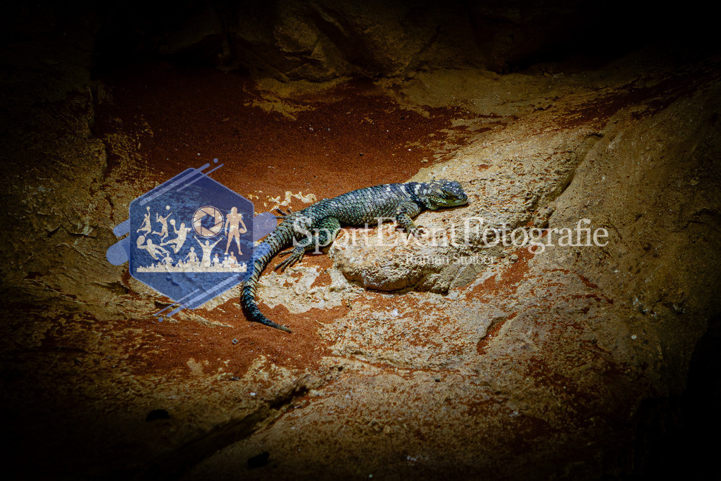 IMG_7705 | SportEventFotografie - Roman Stoiber