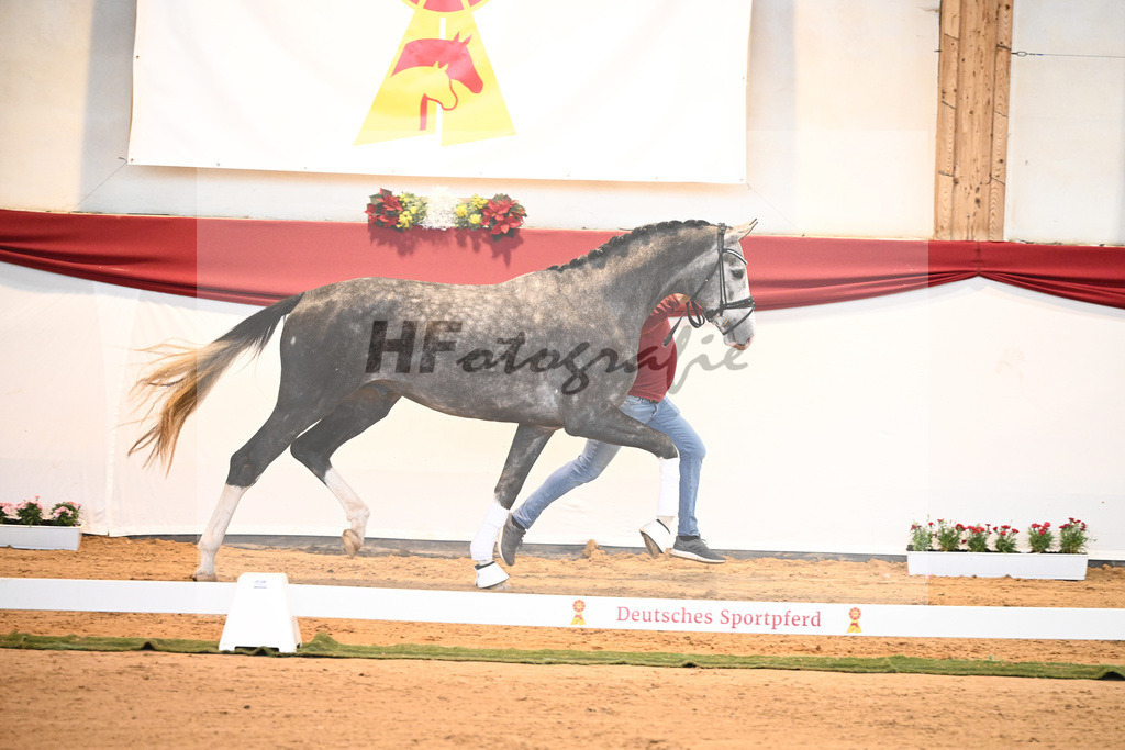 Kat-Nr. 4 Benicio x Livaldon_Schulze-Averdiek_43231533 | hf-fotografie - Realisiert mit Pictrs.com